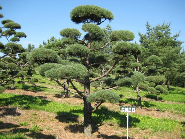 Pinus sylvestrisV400