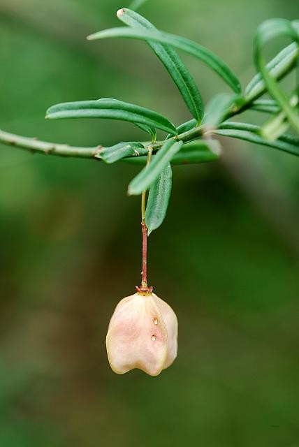 Euonymus nanus´Turkestanicus´ - brslen nízký - plod